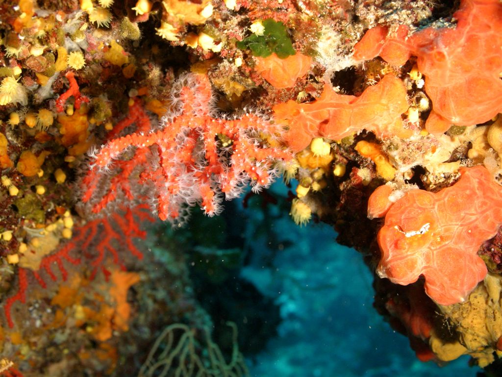 Corallo rosso Punta Giglio
