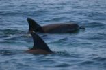 Dolphins at Capo Caccia